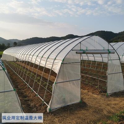 Customizable Waterproof PE Cover Greenhouse Tunnels Durable Galvanized Steel Frame For Agriculture